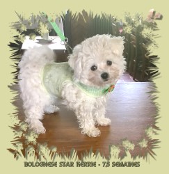 Bolognese Star Kerrie at Havanese Stars - Marguerite Seeberger