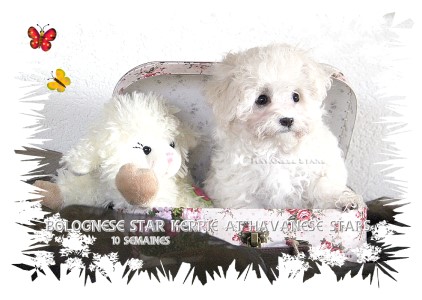 chiot bichon bolonais Kerrie at Havanese Stars - Marguerite Seeberger