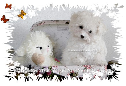 Bolognese Star Kerrie at Havanese Stars - 10 semaines bichons Seeberger Marguerite