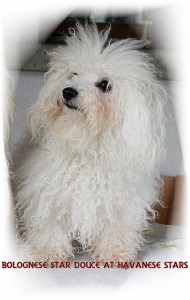 Bolognese Star Douce at Havanese Stars - Marguerite Seeberger