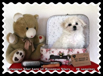Bolognese Star Lara at Havanese Stars - Marguerite Seeberger