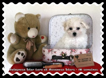 chiot bichon bolonais 10 semaines femelle Havanese Stars - Marguerite Seeberger