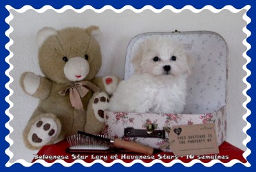 Bologneser Welpe at Havanese Stars - Marguerite Seeberger