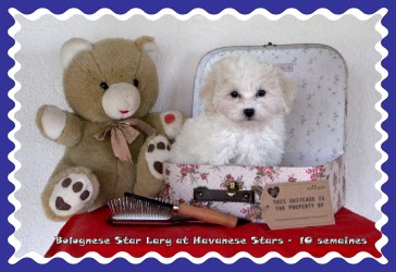 chiot bichon bolonais at Havanese Stars - Marguerite Seeberger