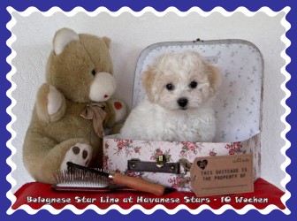Bologneser Welpe 10 Wochen Havanese Stars - M. Seeberger