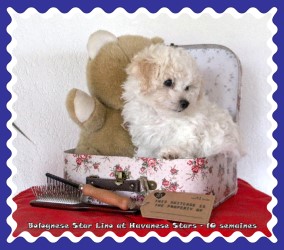 Bologneser Welpe 10 Wochen at Havanese Stars - Marguerite Seeberger