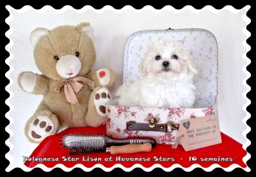 chiot femelle 10 semaines bichon bolonais Havanese Stars Marguerite Seeberger