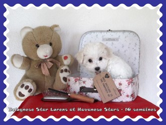 chiot mle bichon bolognese - Bolonais - Havanese Stars Marguerite Seeberger