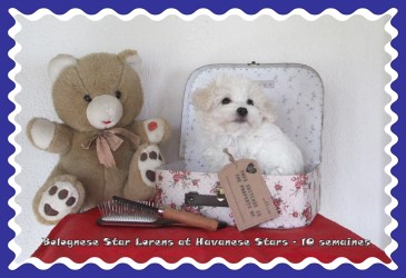 bichon bolonais at Havanese Stars - Marguerite Seeberger