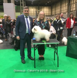 multi champion Bolognese Star Donald at Havanese Stars - Virginia Dowty