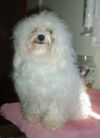 Bolognais Daphn  2 ans