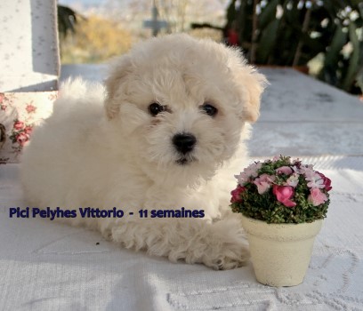 bologneser Rde 11 wochen alt Havanese Stars