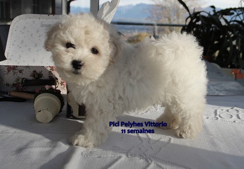 Pici Pelyhes Vittorio Elevage Bolognese Star at Havanese Stars Marguerite Seeberger