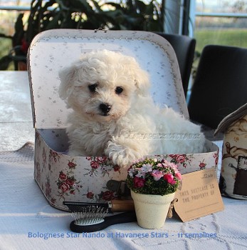 bolognese star Nando at Havanese Stars