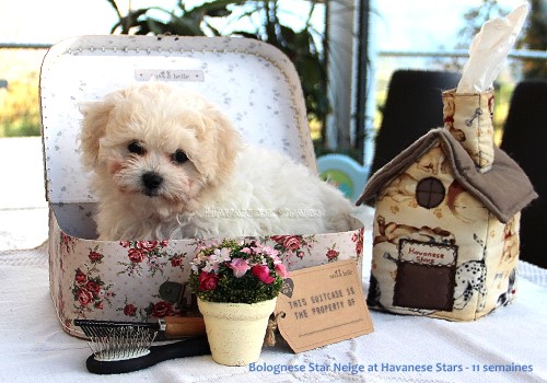 Bolognese Star Neige at Havanese Stars - Seeberger Marguerite