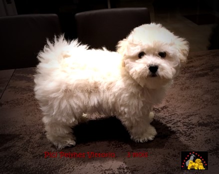 Pici Pelyhes Vittorio bichon bolognese Bologneser Rde Havanese Stars