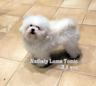 Nathaly bichon bolognese bichon bolonais Havanese Stars Marguerite Seeberger