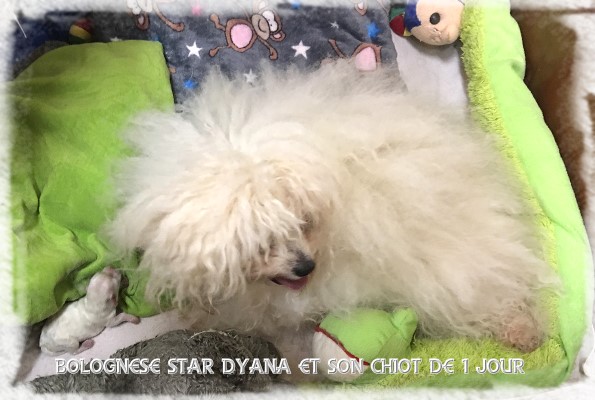 Bologneser Bichon bolonais Bolognese at Havanese Stars M. Seeberger