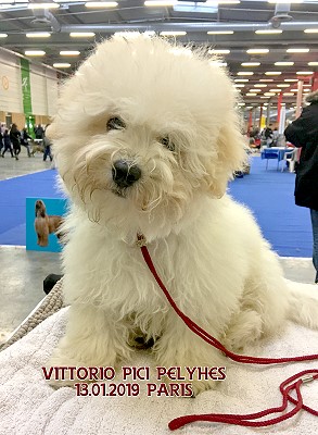 bichon bolonais - bolognese - Bologneser Havanese Stars M. Seeberger