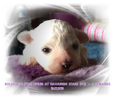 bolognese puppy  bologneser Welpe  chiot bichon bolonais at Havanese Stars