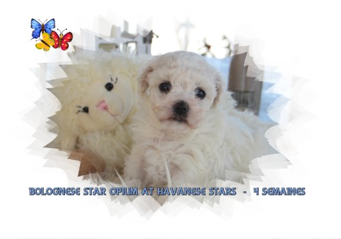 Bologneser Bolognese bichon bolonais Marguerite Seeberger