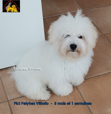 Bolognese puppy bichon bolonais Bologneser Welpe Havanese Stars