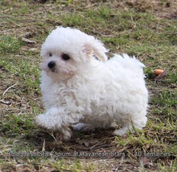 bichon bolonais femelle Opium Bolognese Star at Havanese Stars
