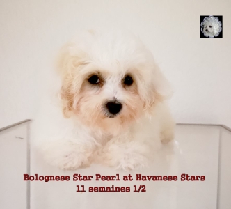 Bologneser at Havanese Stars Welpen chiots Bolonais Bolognese