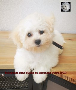 Bologneser puppy 3 Monate  Bologneser Welpe 3 Monate alt