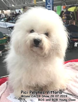 bichon bolognese Bolonais Bologneser at Havanese Stars
