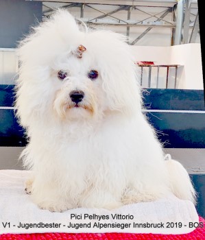 Pici Pelhyes Vittorio Bologneser Rde 12 Monate alt Havanese Stars Seeberger Switzerland