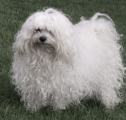 Daphne  4 ans