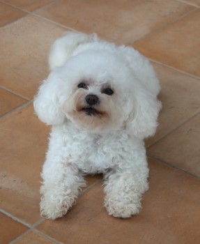 bichon bolonais, bologneser, bolognese Havanese Stars
