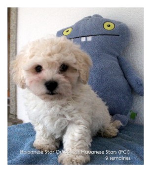 mle bichon bolonais at Havanese Stars Marguerite Seeberger Bolognese Star