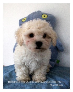 mle bichon bolognese puppy bolognese Star at Havanese Stars Marguerite Seeberger