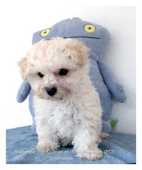 Bolognese Star puppy female at Havanese Stars Marguerite Seeberger