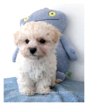 femelle chiot bichon bolonais at Havanese Stars Marguerite Seeberger