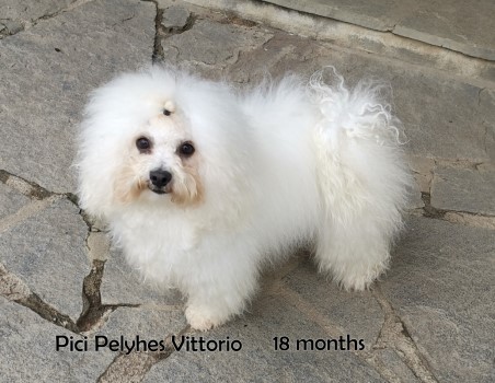Bolognese Bologneser Bolonais Bichon at Havanese Stars Marguerite Seeberger