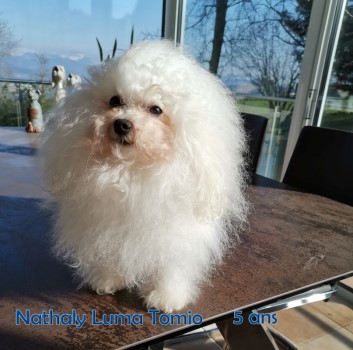 bichon bolognese female Nathaly Luma Tomio Marguerite Seeberger Havanese Stars