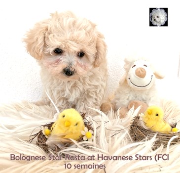 Bolognese Star Rasta at Havanese Stars - Seeberger Marguerite Switzerland