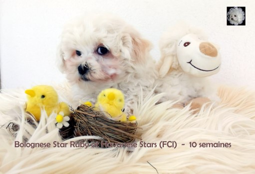 puppy bolognese Bologneser Welpe Bolognese Star at Havanese Stars Marguerite Seeberger Switzerland