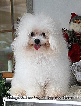 bichon bolonais Bolognese Boloneser Bologneser at Havanese Stars