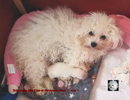 bichon bolonais - bolognais - Bolognese at Havanese Stars Marguerite Seeberger