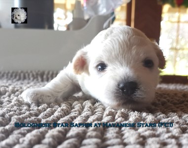 Bolognese Star Saphir at Havanese Stars - bichon bolonais Bologneser