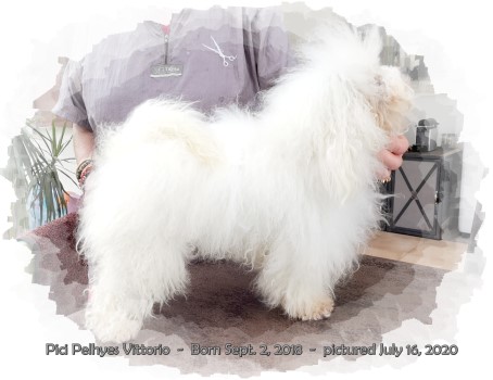 bichon bolonais Bologneser mle stud dog bolognese Marguerite Seeberger