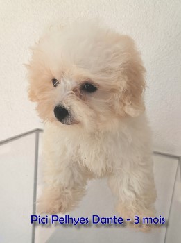 Bologneser bichon bolonais, bolognais, Bolognese at Havanese Stars Marguerite Seeberger