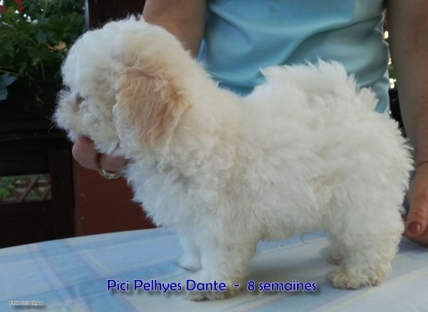 bichon bolonais bolognese Boloneser at Havanese Stars Marguerite Seeberger