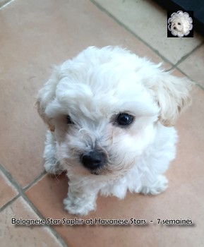 Bologneser Welpe  bichon bolonais Bolognese Star Saphir at Havanese Stars