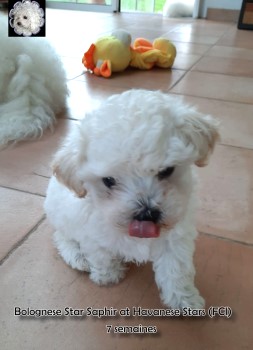 bichon bolonais bologneser Bolognese Star at Havanese Stars Marguerite Seeberger