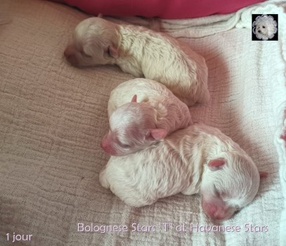puppy bichon bolognese BologneserWelpen Seeberger Bolognese Stars